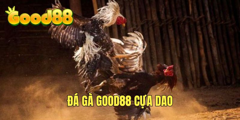 Đấu kê cựa dao được yêu thích tại GOOD88
