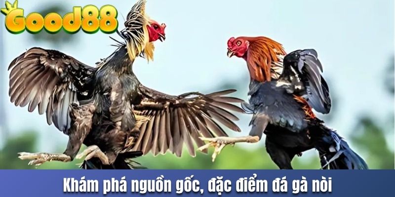 Khám phá nguồn gốc, đặc điểm đá gà nòi good88