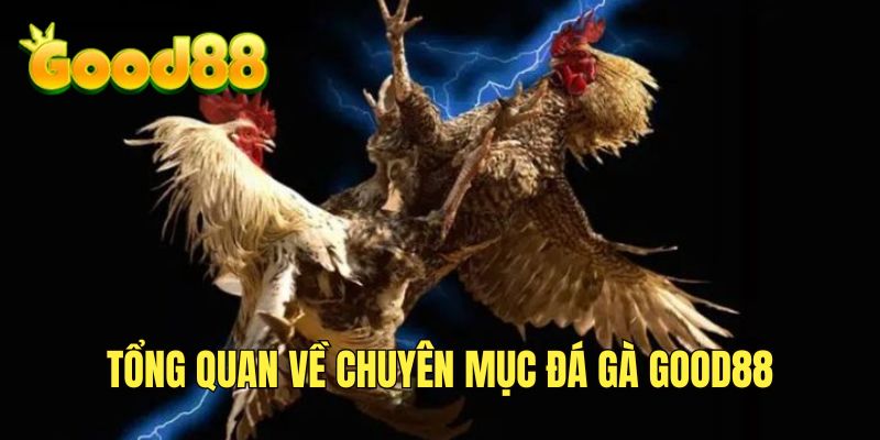 Tìm hiểu về chuyên mục đá gà GOOD88